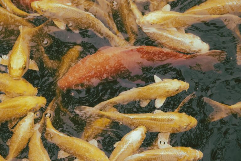 fish, pond, marine-7564701.jpg