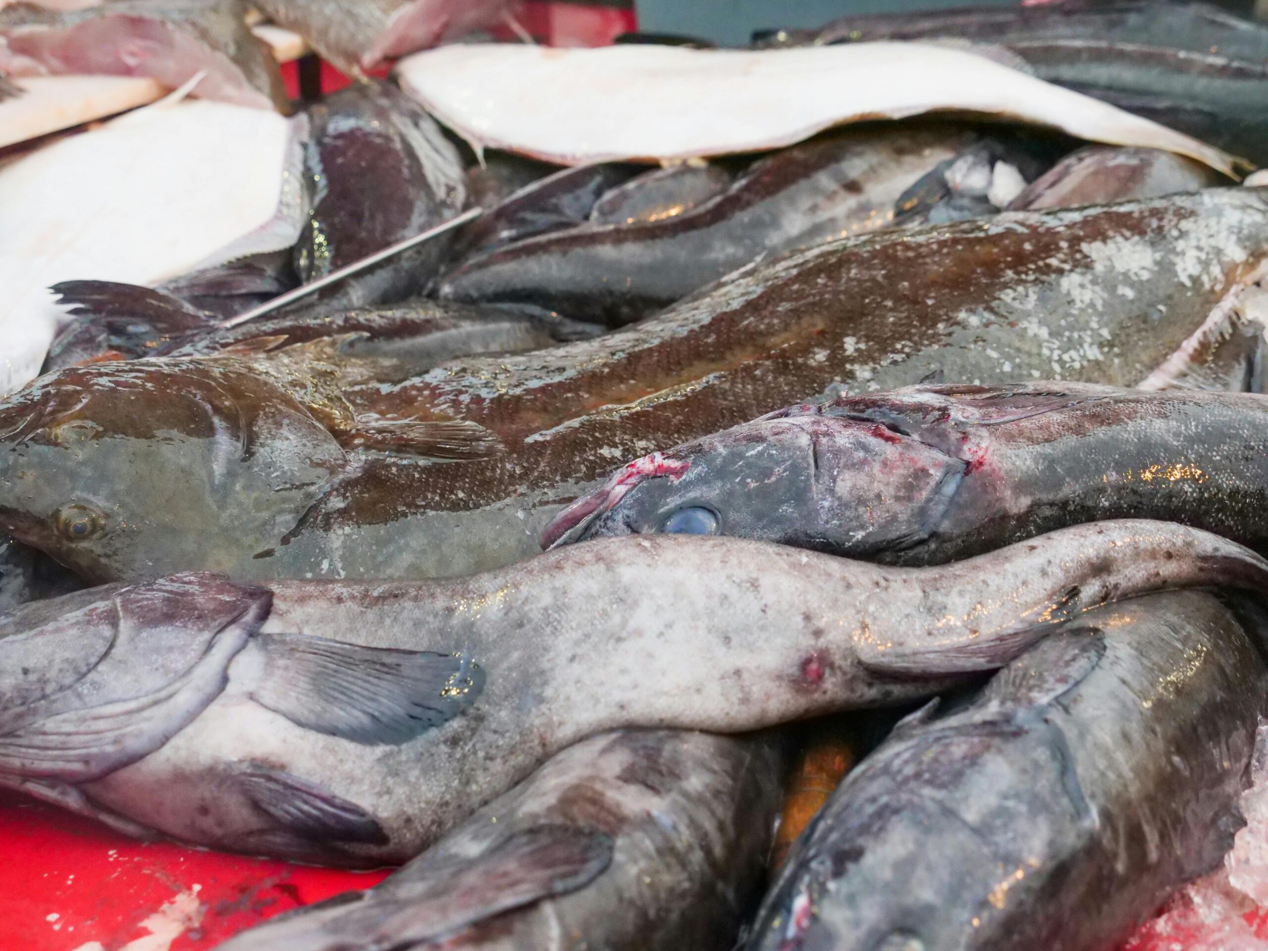 Gray Fish on White Plastic Container